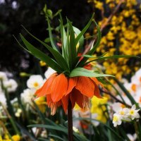 .Настоящий император весеннего сада! :: Татьяна Помогалова