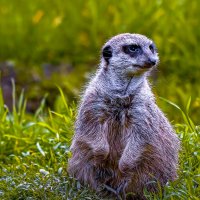 Сурикат :: Aleksey Afonin