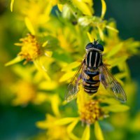 Лето. Макро. :: Владимир Лазарев