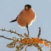 Красногрудый. :: Михаил Белоусов