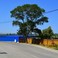 Керчь. Вяз на улице Пушкина летом. :: Пётр Чернега