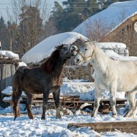 Весны начало - месяц март :: Валерий Иванович