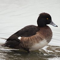 Самка хохлатой чернети :: Лина 