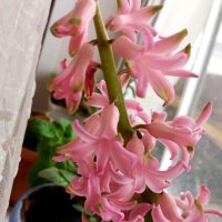 Гиацинт :: Елена Семигина