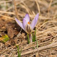 Крокусы :: Игорь Сикорский