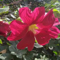 сентябрь --- четвёртый месяц лета :: Елена Шаламова