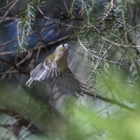 желтоголовый королек :: юрий макаров