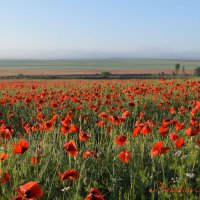 Природа Крыма :: Изумительная Космея