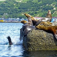 Купание сивучей :: ИРЭН@ . Купание сивучей :: ИРЭН@ .