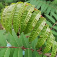 ,,, :: Сергей Тимоновский