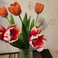 5 веточек тюльпанов и 7 бутонов! :: Сергей Тимоновский 5 веточек тюльпанов и 7 бутонов! :: Сергей Тимоновский