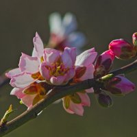 Ветка Миндаля. :: Giant Tao /