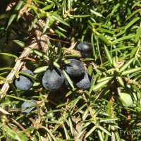 Ягоды можжевельника :: Freddy 97 Ягоды можжевельника :: Freddy 97