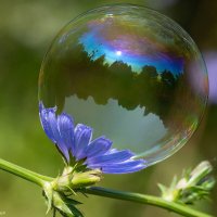 На цветке :: Андрей Пристяжнюк