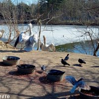 Март в ростовском зоопарке :: Нина Бутко