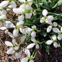 В день 8 марта! :: Наталья 