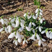 Солнечное цветение :: Наталья 