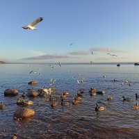 Море, чайки, утки... :: Лилия *