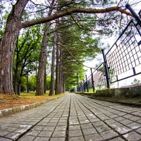 Дорожка :: Александр 