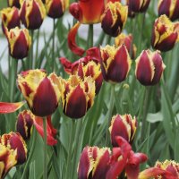 Тюльпаны в Аптекарском огороде :: Мария К. Тюльпаны в Аптекарском огороде :: Мария К.