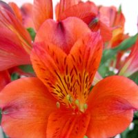 Алые альстромерии :: Сергей Карачин