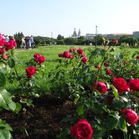 Розы на Марсовом поле :: Anna-Sabina Anna-Sabina