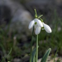 Слова любви понятны всем... :: Валерий Басыров