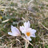 Крокусы лесные :: Слава Коломойцев