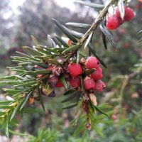 Тисс :: Сапсан 