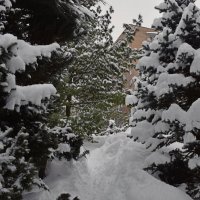 Под снежным покровом зимы таится нежность весны. :: Татьяна Помогалова