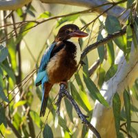 Красноклювая альциона ( Белогрудый зимородок) :: Alexander Amromin