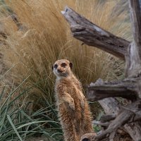 Кажись к нам гости :: Valziwa 