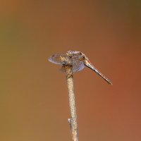 Летнее макро. :: Владимир Лазарев