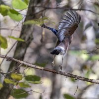 желтоголовый королек :: юрий макаров