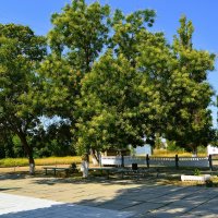 Керчь. Цветёт софора в сквере автошколы ДОСААФ. :: Пётр Чернега