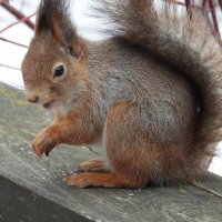 Белка :: Лина 