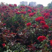 сентябрь четвёртый месяц лета :: Елена Шаламова