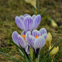 Крокусы :: Константин Анисимов