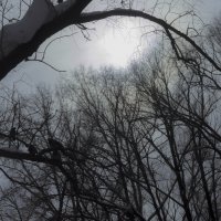 Март, Весна, Солнце, Голуби :: Владимир Максимов