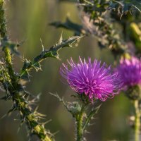 Краски лета. Чертополох. :: Алексей Трухин