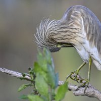 жёлтая цапля :: Осень 