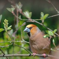 дубонос :: Andrey Bragin 