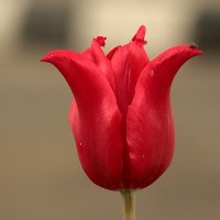 Ждём весну! :: Светлана 