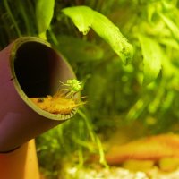 «Замаскировался» :: валерий 