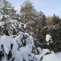 бараны разыгрались :: Владимир 