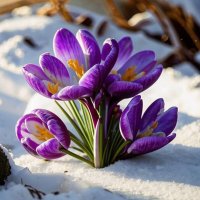 Первые крокусы :: Наталья ***