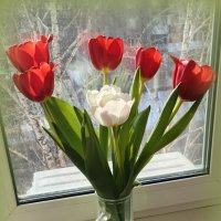 Весенняя радость . :: Мила Бовкун