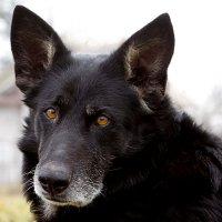 Альма :: Сергей Рожков