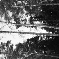 Мечты о ч/б Лейке 58. :: Михаил Елочкин