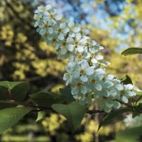 Белая  черёмуха :: Валентин Семчишин